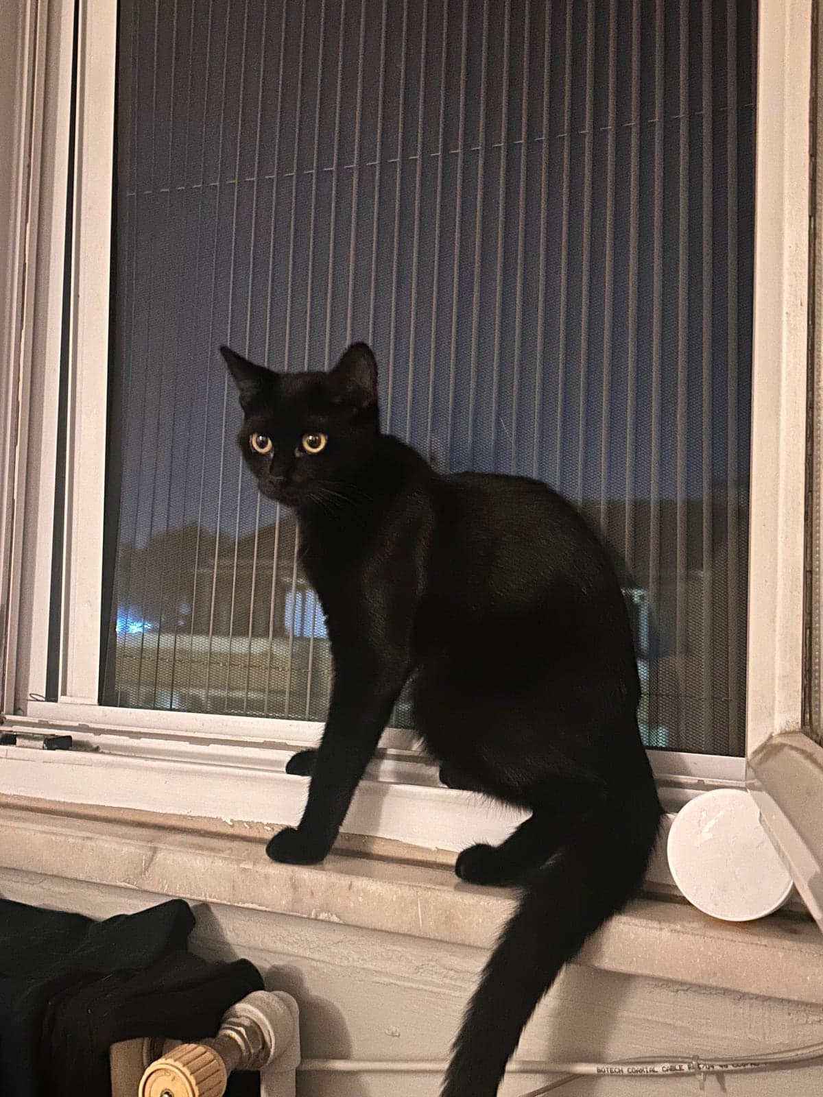 Sufle Scottish Straight Kedi, İstanbul