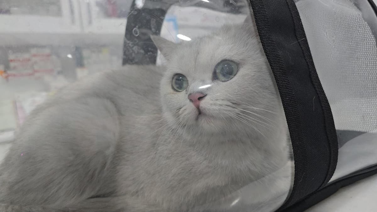 Pamuk British Shorthair Kedi, Ankara