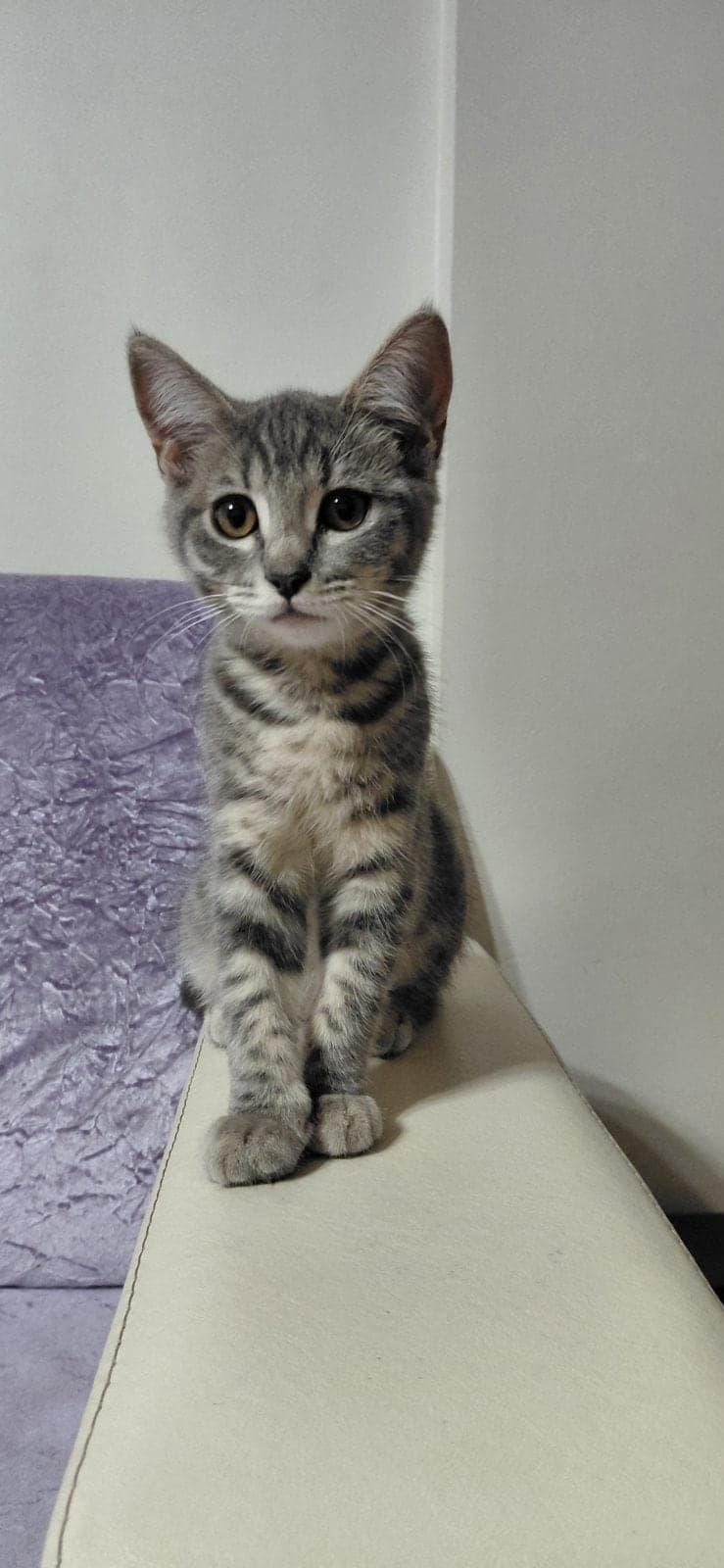 Leo ve lady Melez Kedi, Ankara