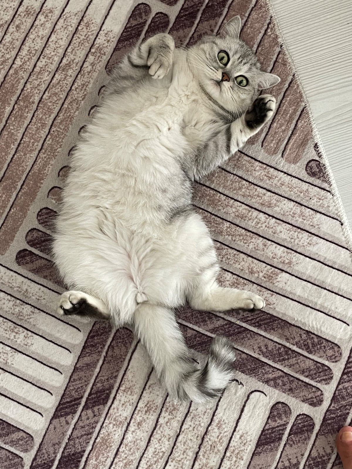 Lina Melez Kedi, Bursa
