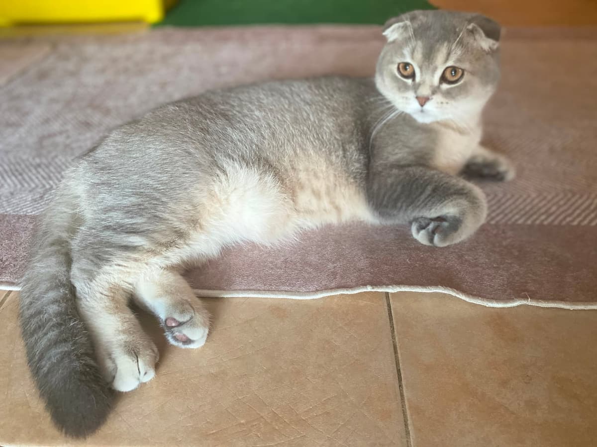 Golf Scottish Fold Kedi, Kocaeli