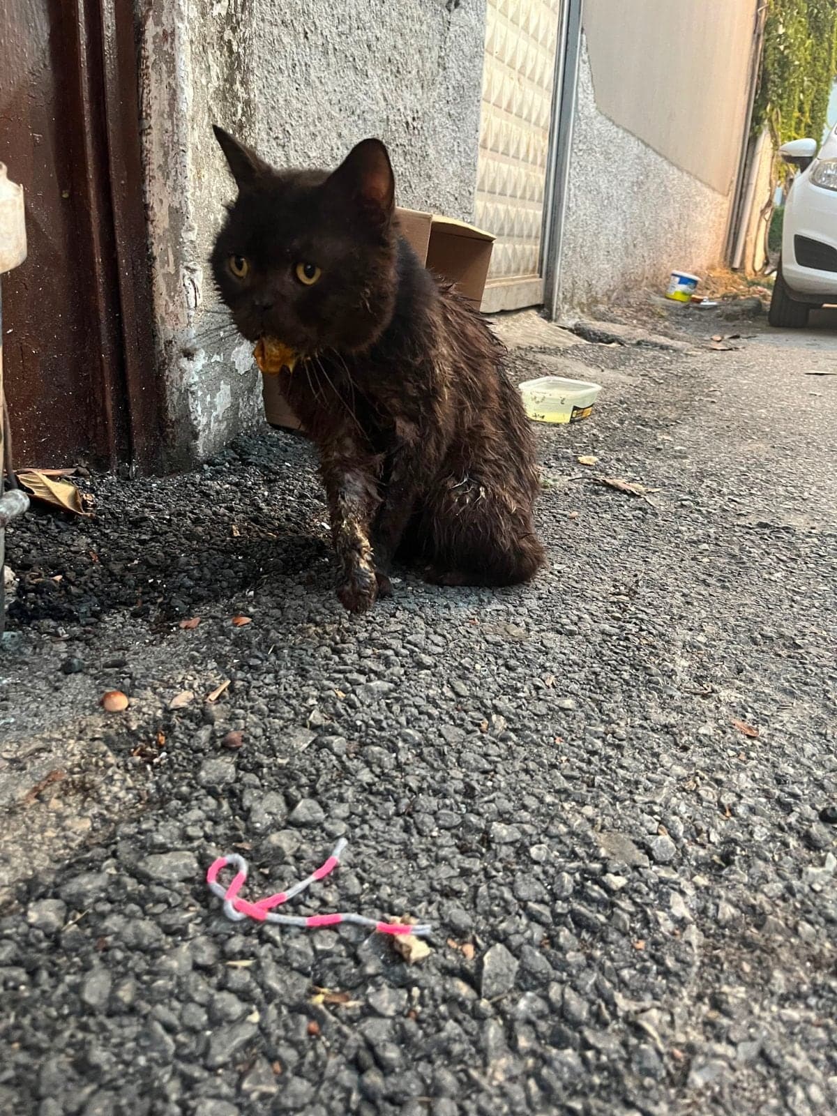Sokak kedisi Sokak Kedisi Kedi, Adana
