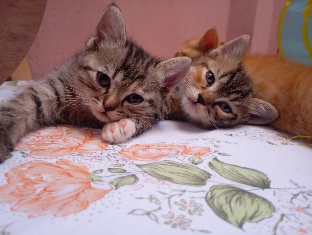 Şirin,balım Tekir Kedi, İzmir
