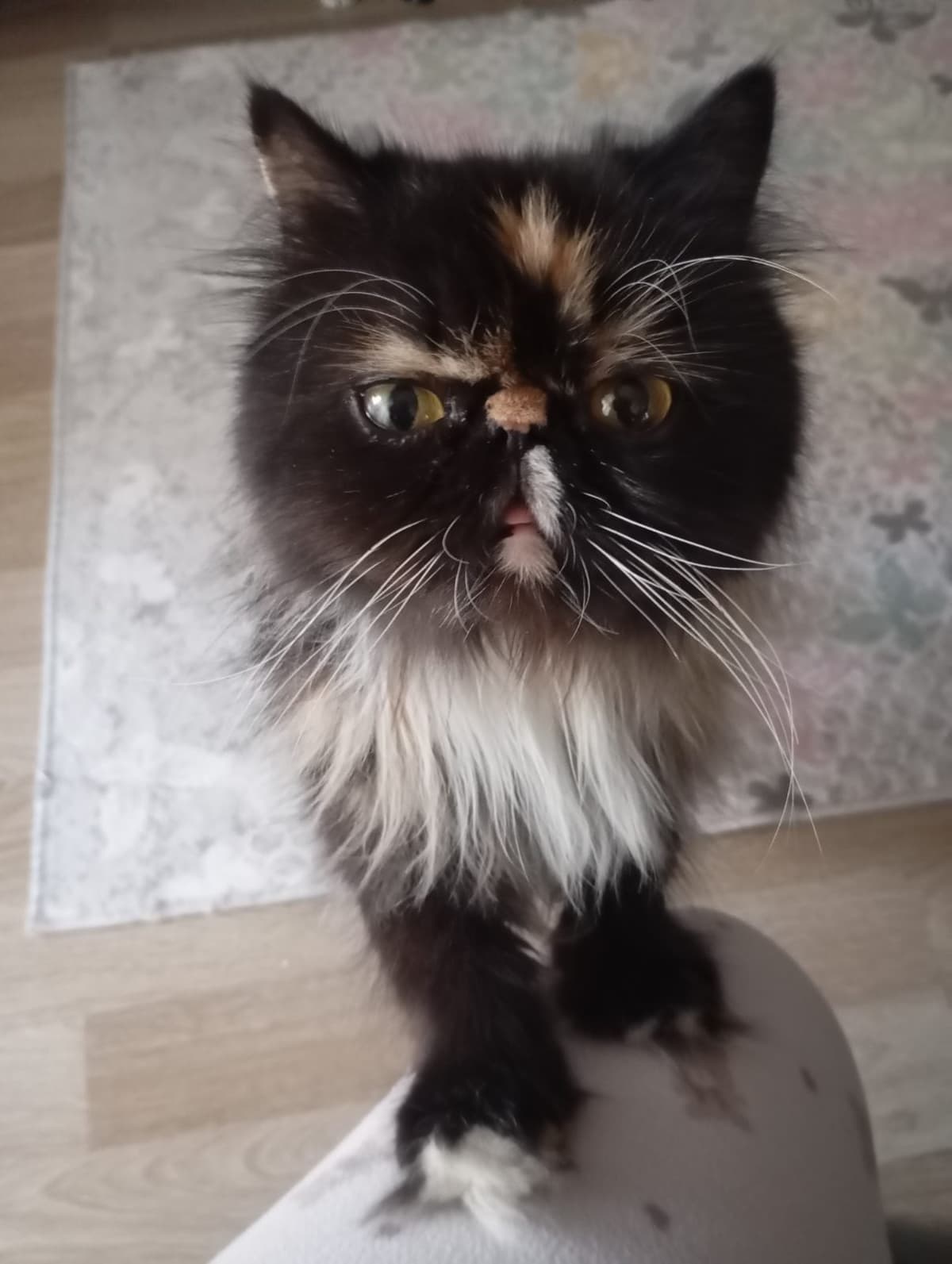 Karamel Persian Kedi, İzmir