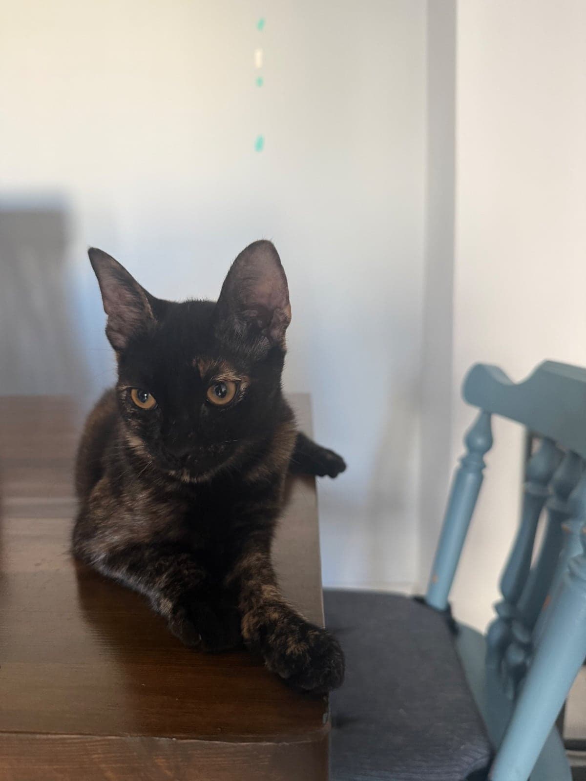 Zeytin Sokak Kedisi Kedi, İzmir