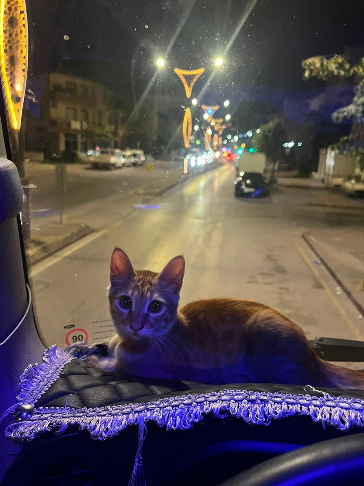 Tarcın Tekir Kedi, Kocaeli