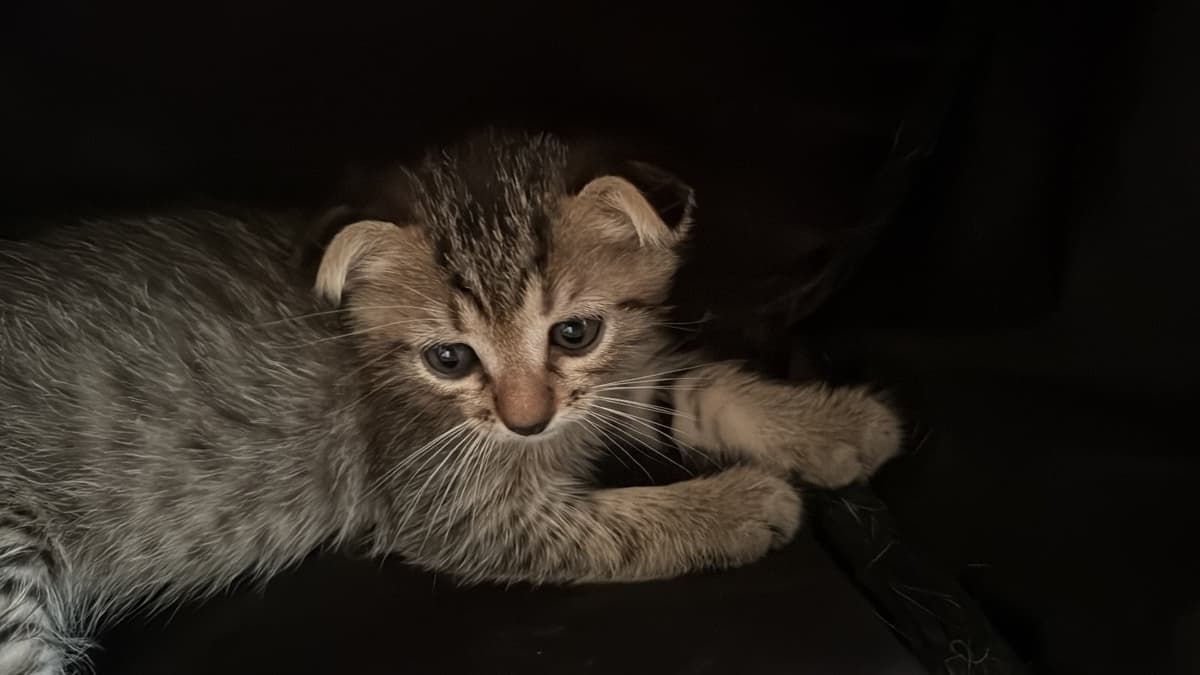 murrpy Scottish Fold Kedi, İstanbul