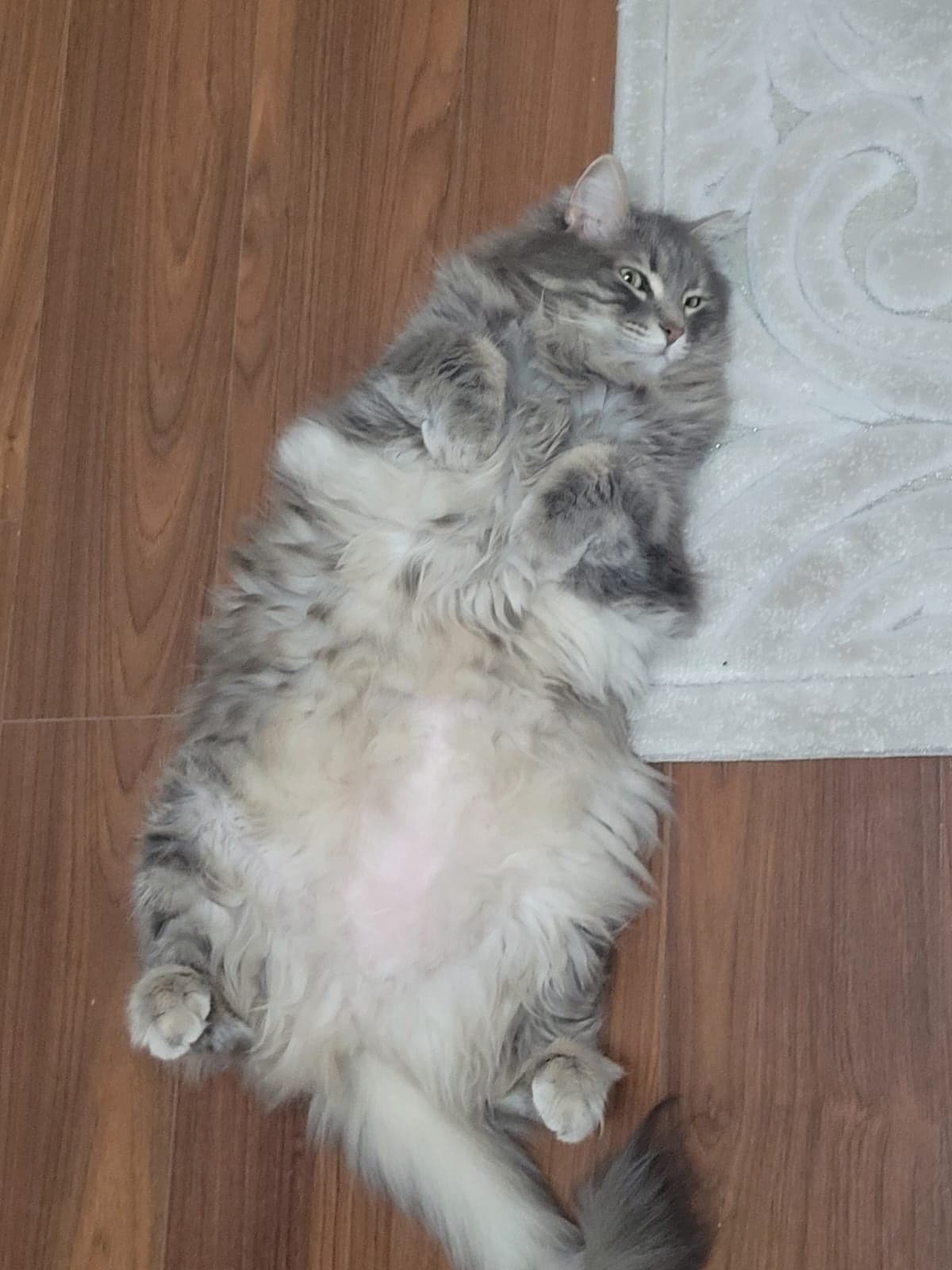 Miya Melez Kedi, Ankara