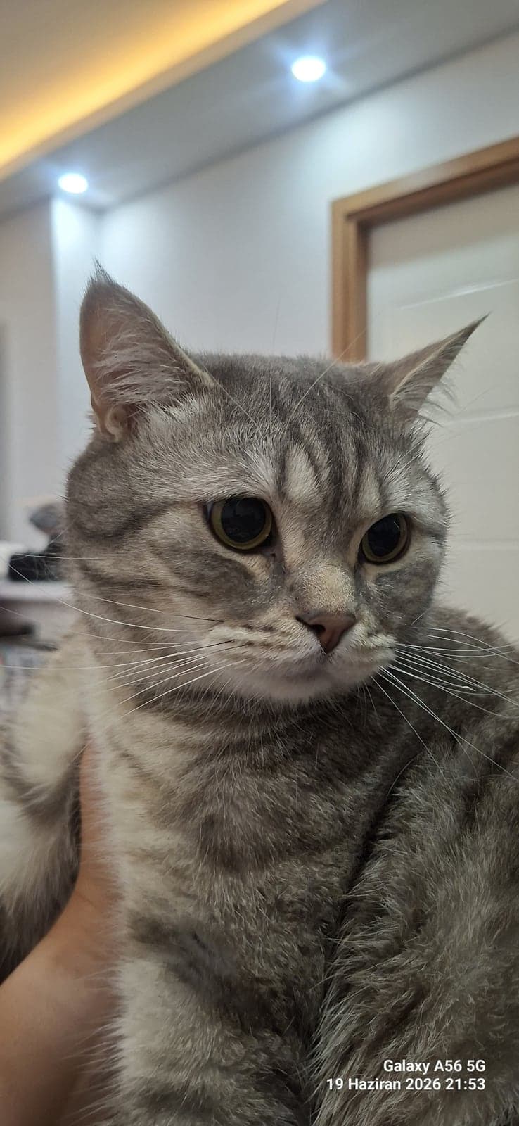 Paşa British Shorthair Kedi, Ankara
