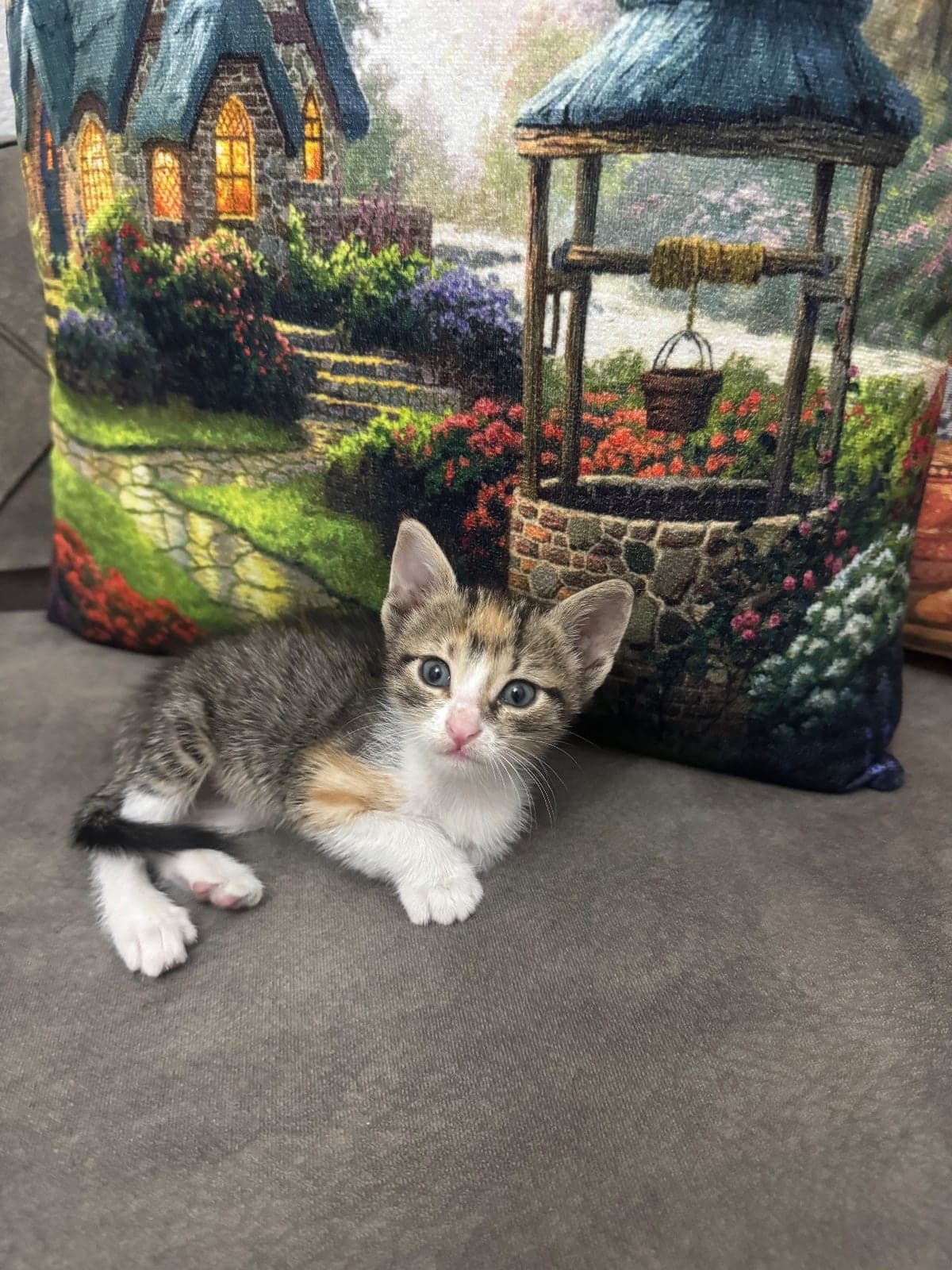 Minnak Tekir Kedi, İstanbul