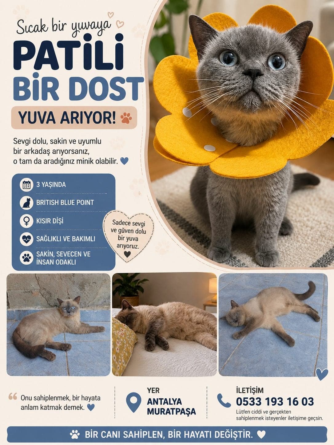 Mina British Shorthair Kedi, Antalya