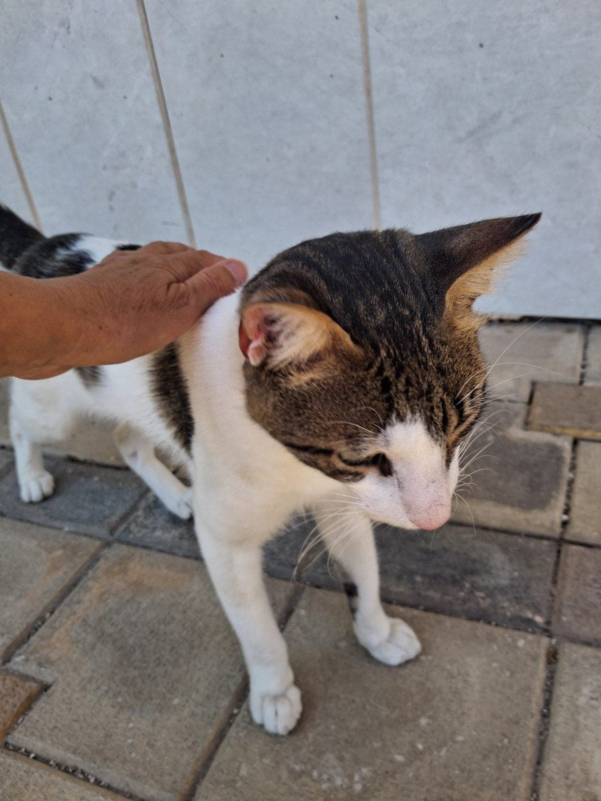Abdi Tekir Kedi, Bursa