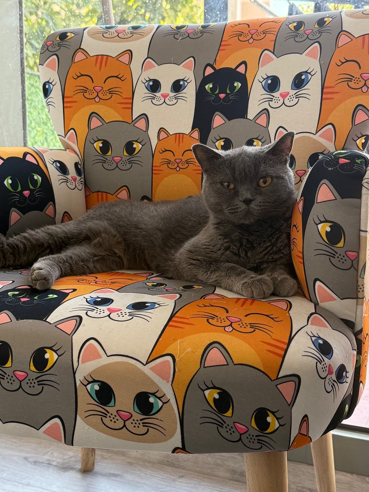 Bilinmiyor British Shorthair Kedi, İzmir