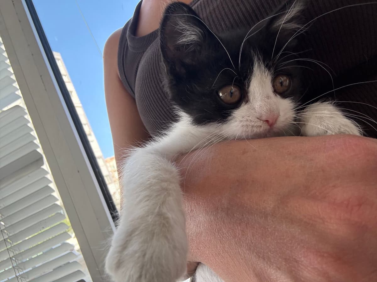 minnoş Sokak Kedisi Kedi, İzmir