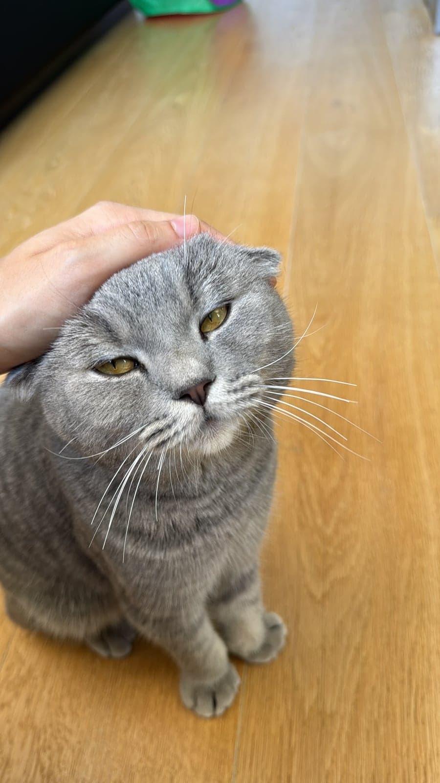Duman Scottish Fold Kedi, İstanbul
