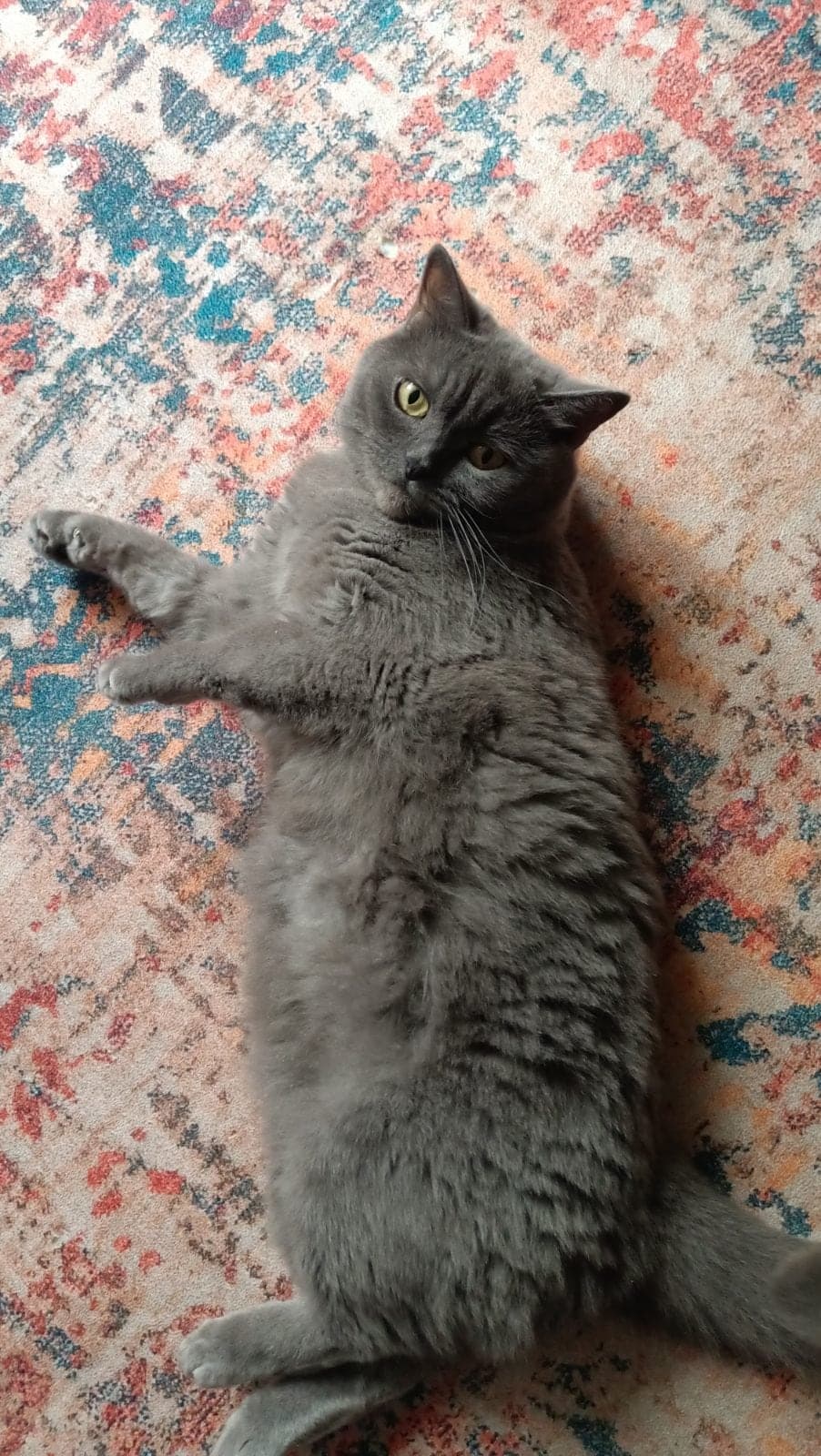Pika British Shorthair Kedi, Çanakkale