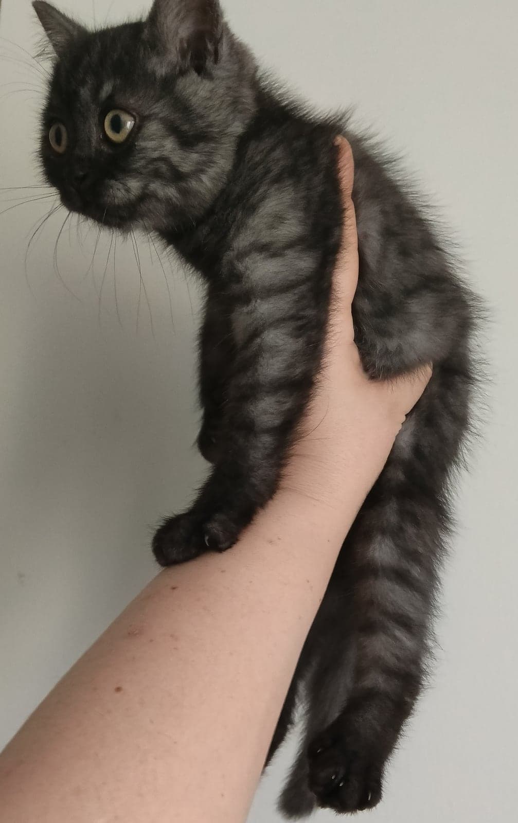 Timo British Shorthair Kedi, İstanbul