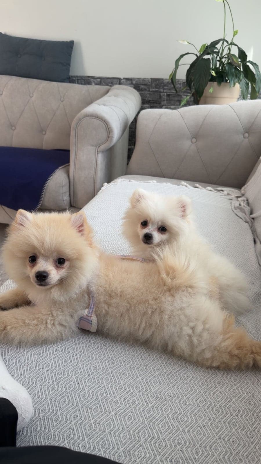 max Pomeranian Köpek, Türkiye