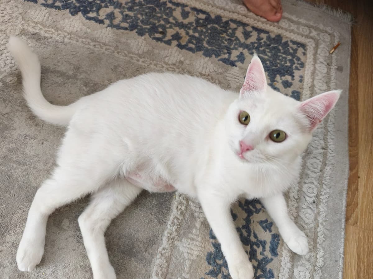 Nazlı Melez Kedi, Antalya
