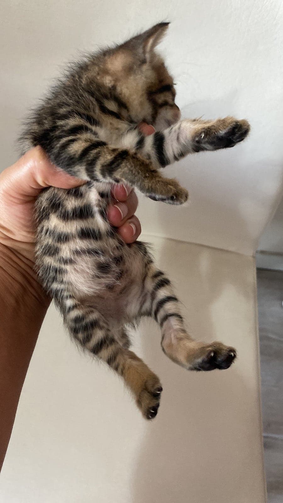 Zühre Tekir Kedi, İstanbul