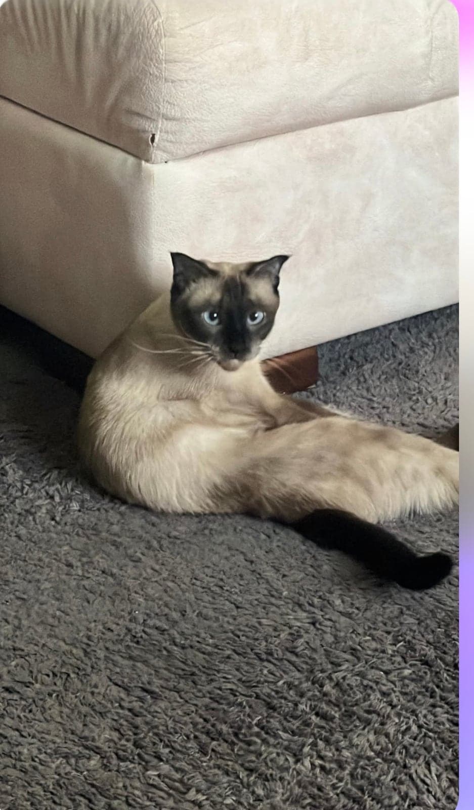 Karam Siyam Kedisi Kedi, İzmir