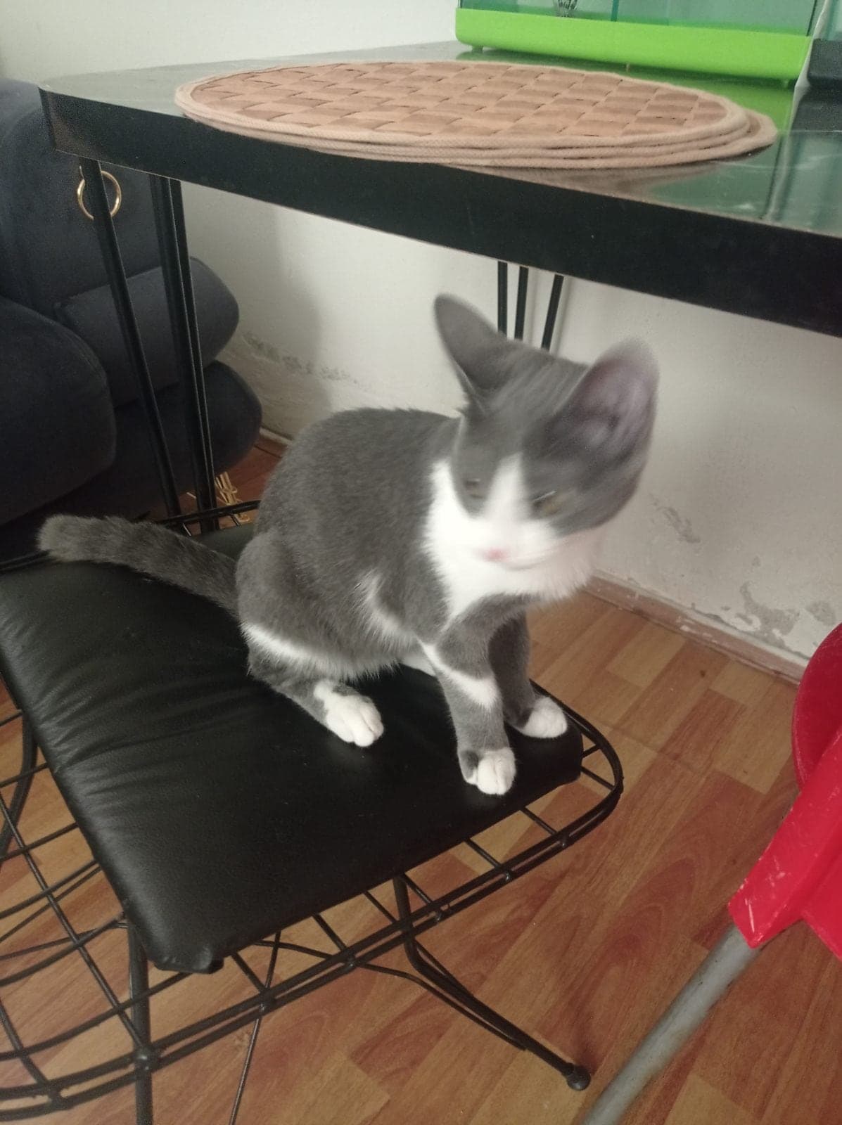 Badem Bilmiyorum Kedi, Antalya