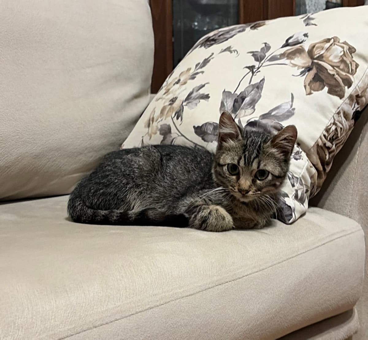 Tekir kıza yuva arıyorum Tekir Kedi, İstanbul