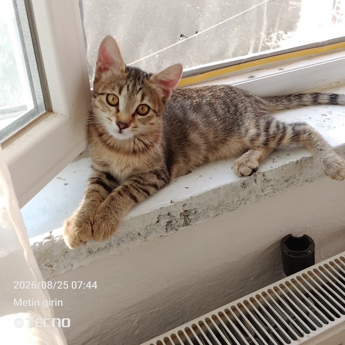 Van kedisi Melez Kedi, Gaziantep