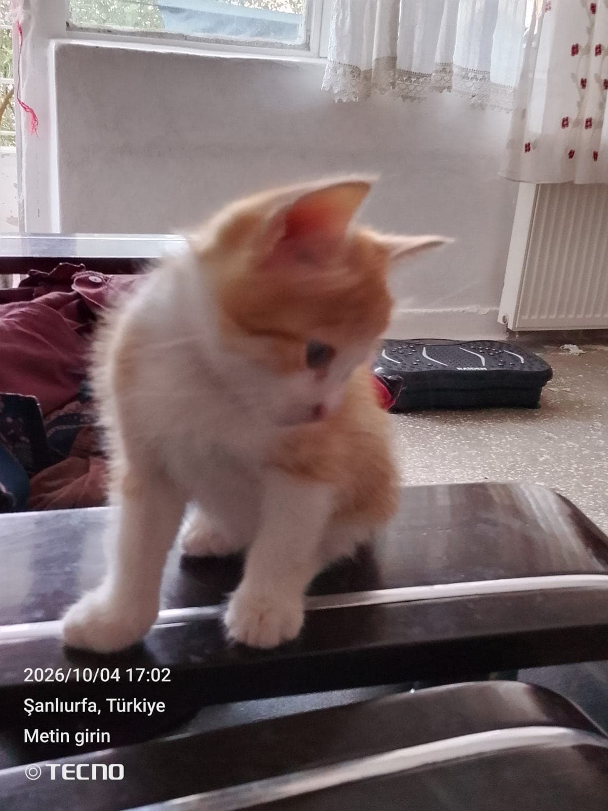Sarı çiçek Van Kedisi Kedi, Gaziantep