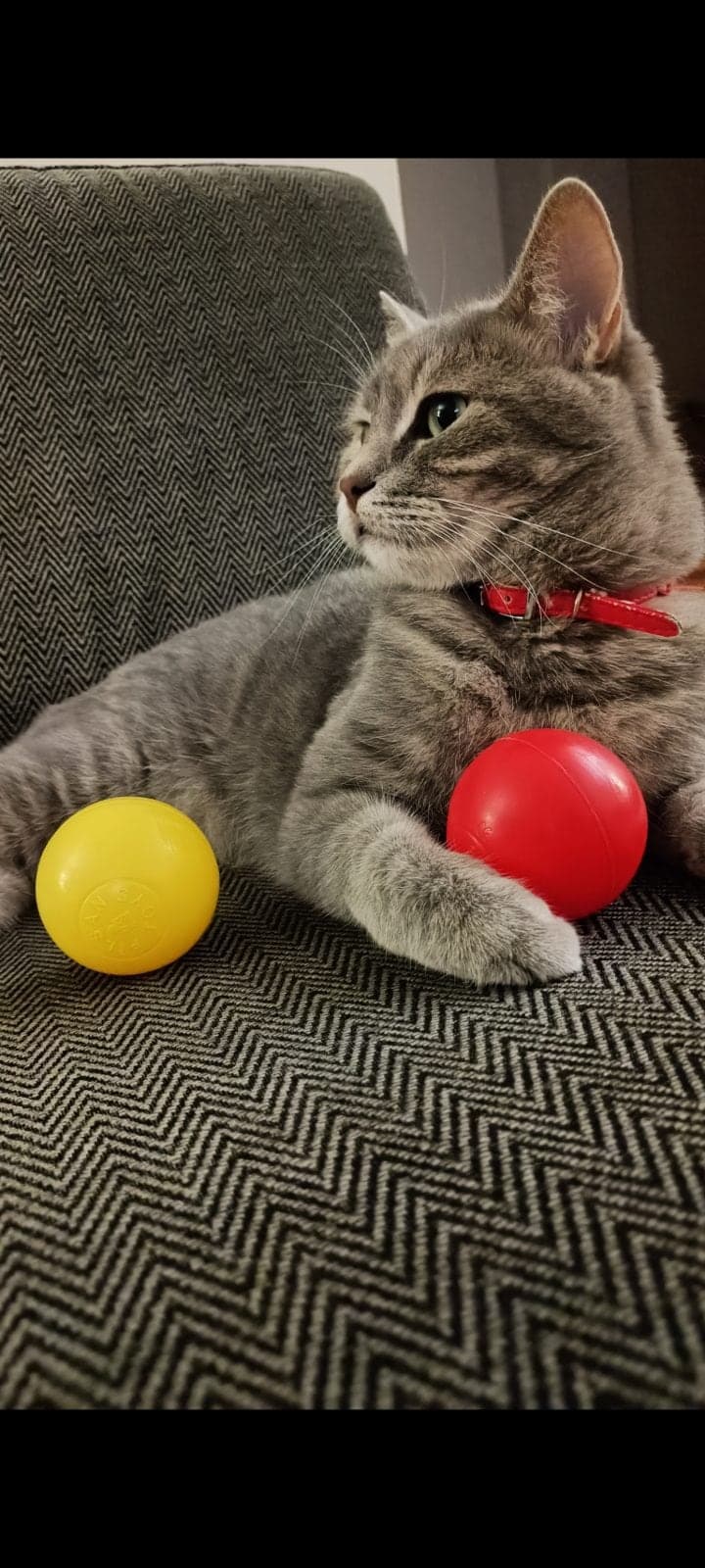 Ponçik-Mırmır Melez Kedi, İstanbul