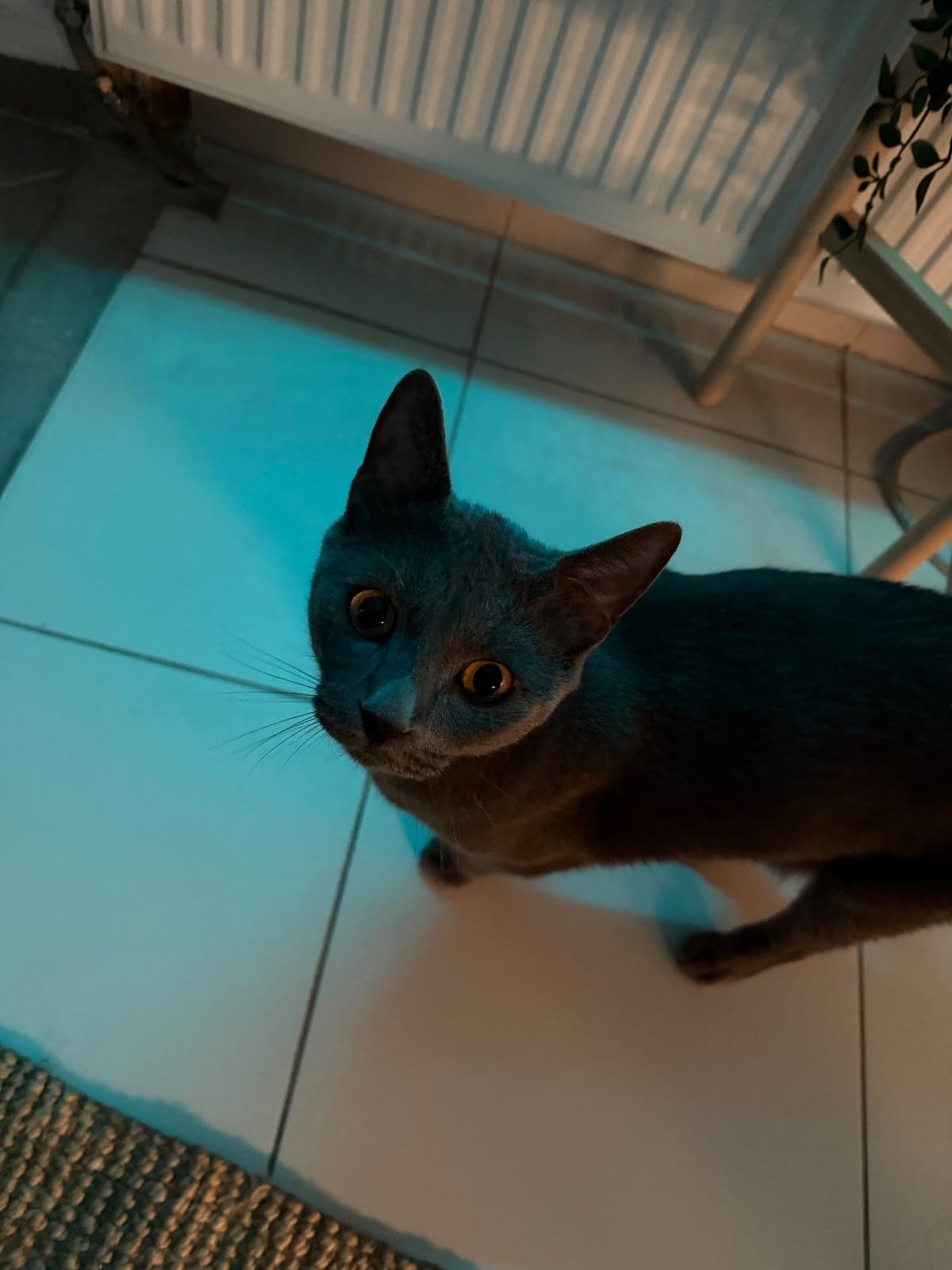 Prens Melez Kedi, Ankara