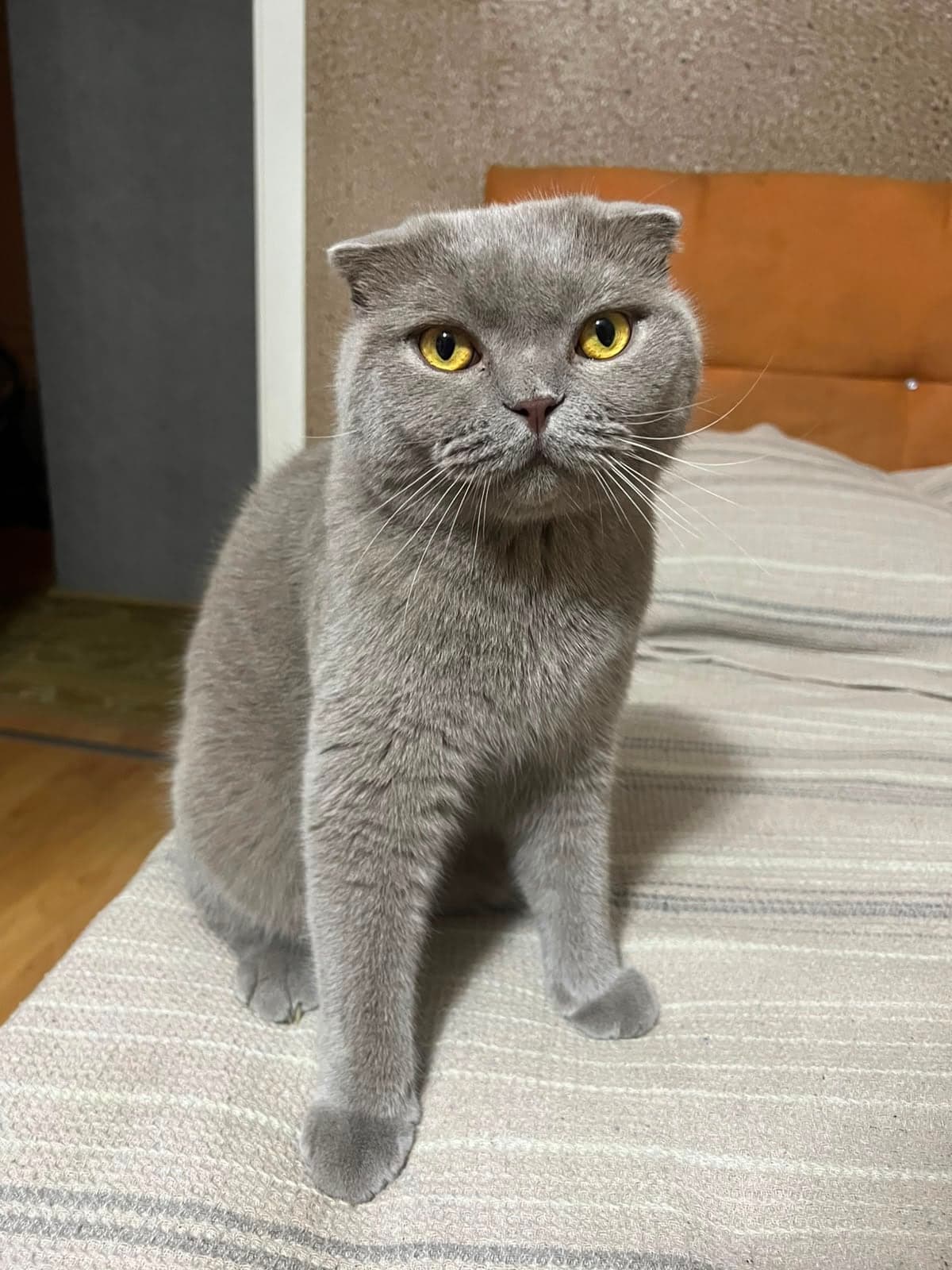 Mısır Scottish Fold Kedi, Adana