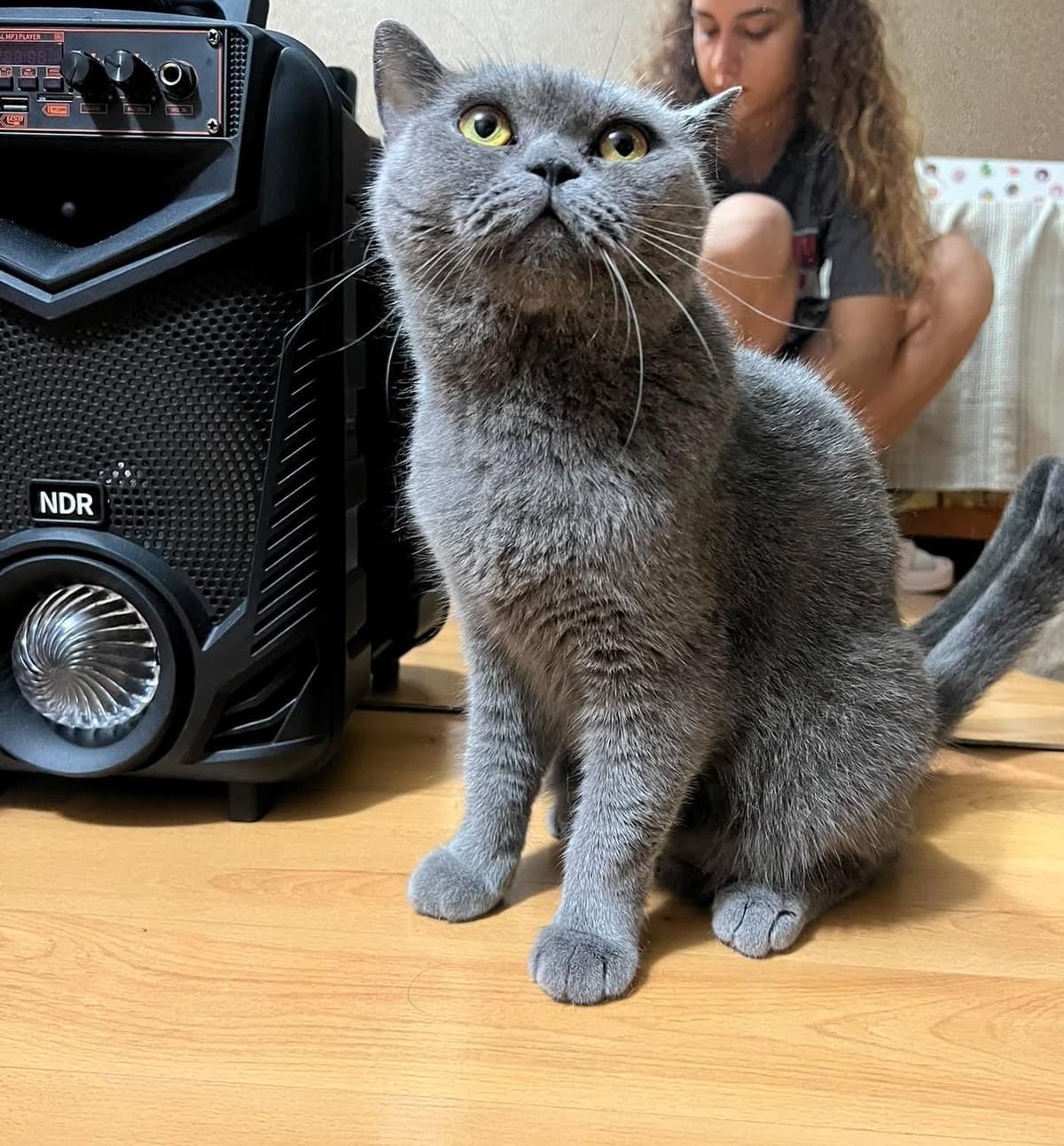 Tombik British Shorthair Kedi, Adana