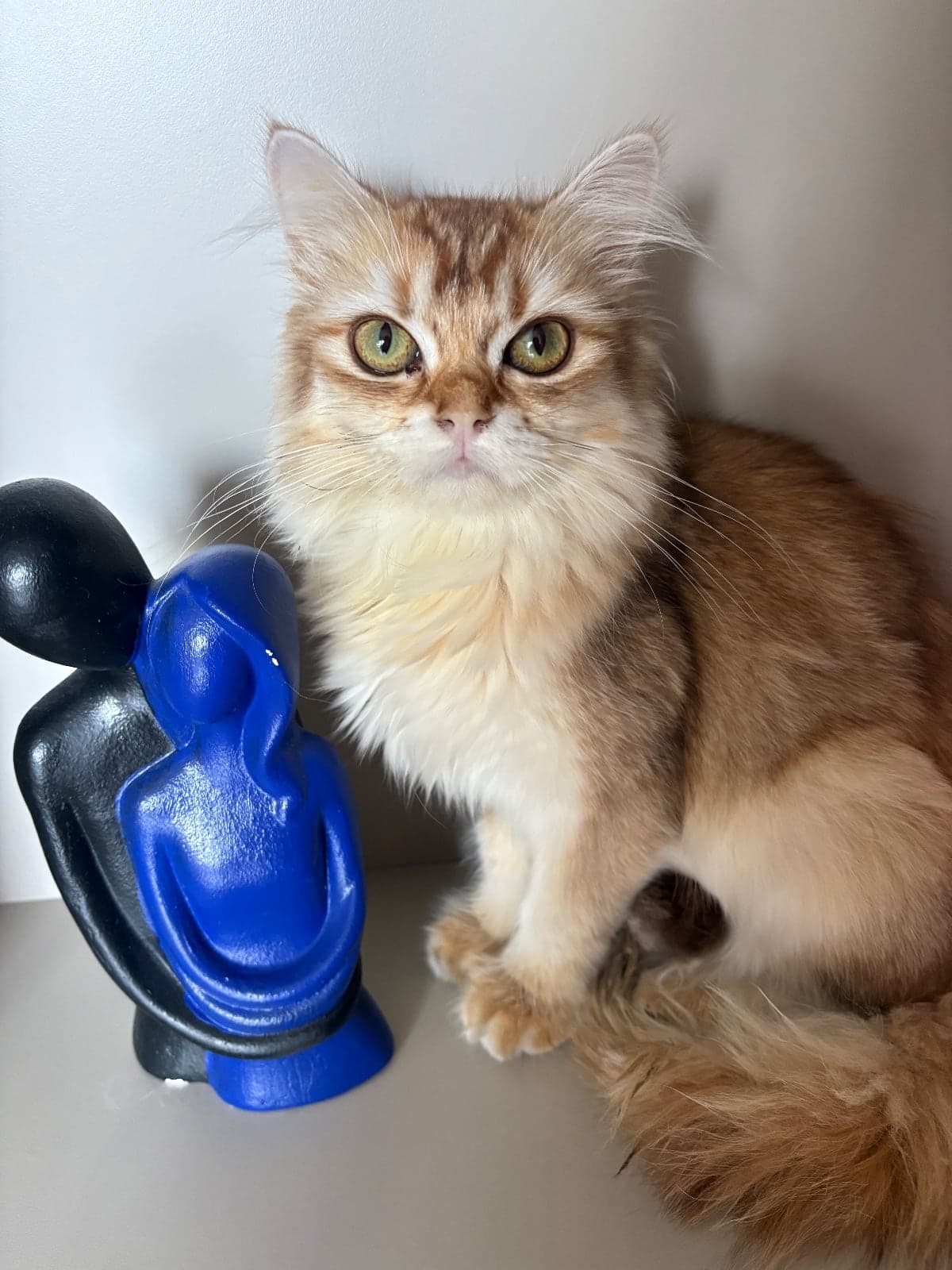 Umay British Longhair Kedi, Adana