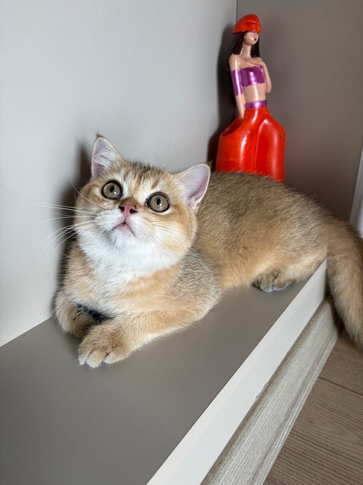 Aslan British Shorthair Kedi, Adana