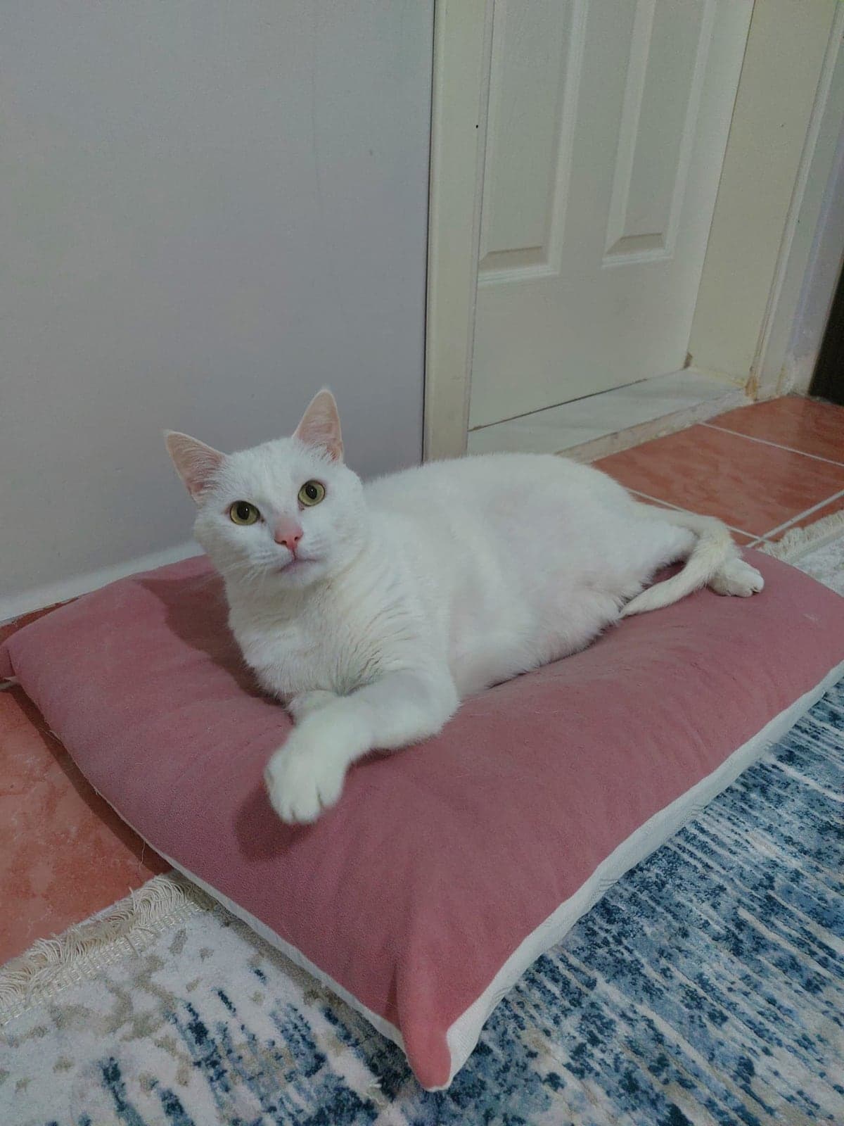 UMUT Ankara Kedisi Kedi, Bursa