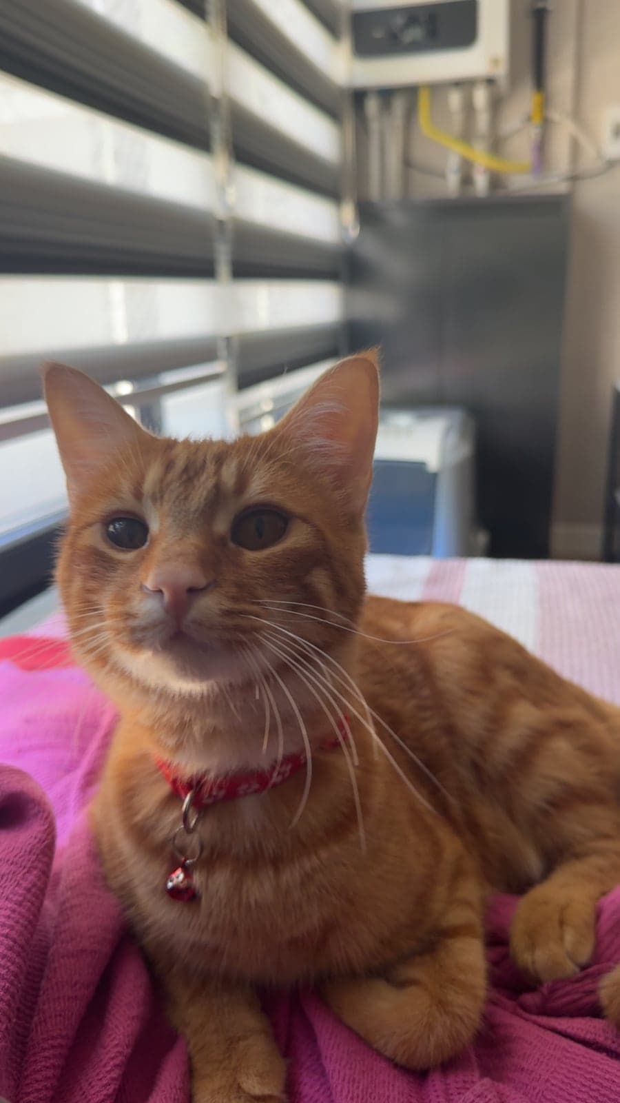 Portakal Tekir Kedi, Ankara