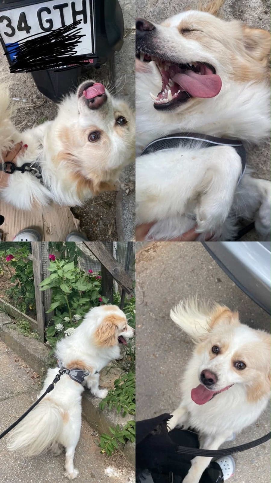 Hodri Melez Köpek, İstanbul