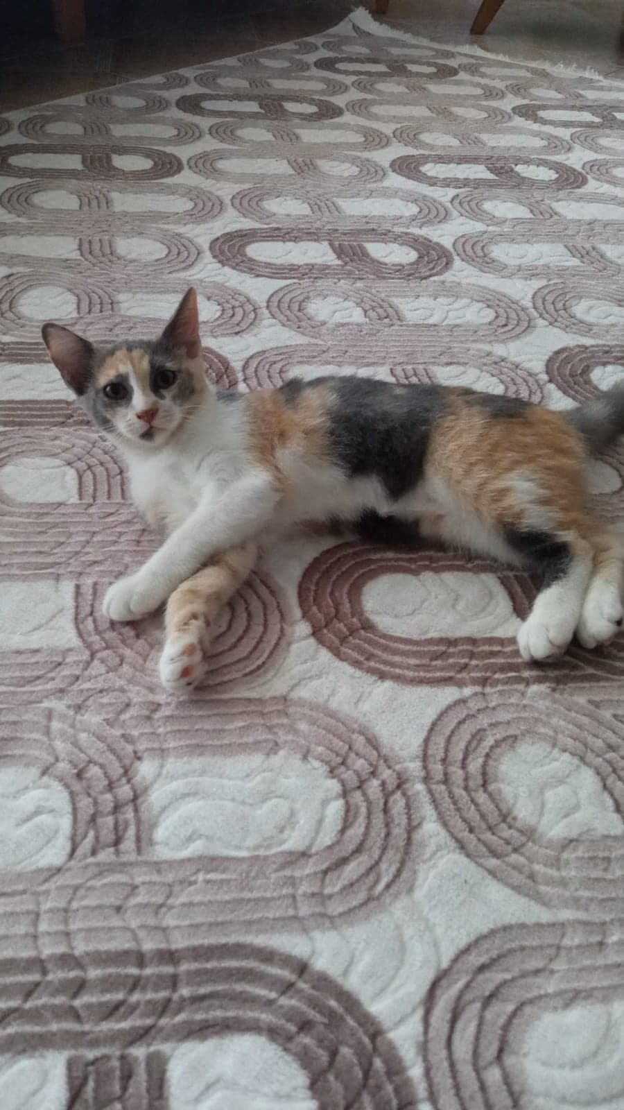 Anne İran babası sokak büyük ihtimalle Bilmiyorum Kedi, Adana