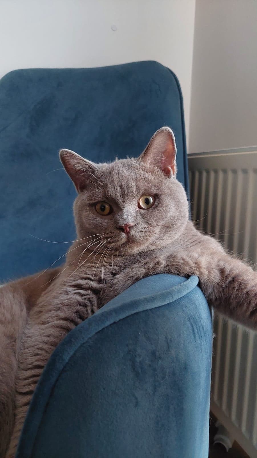 Karlos British Shorthair Kedi, İstanbul