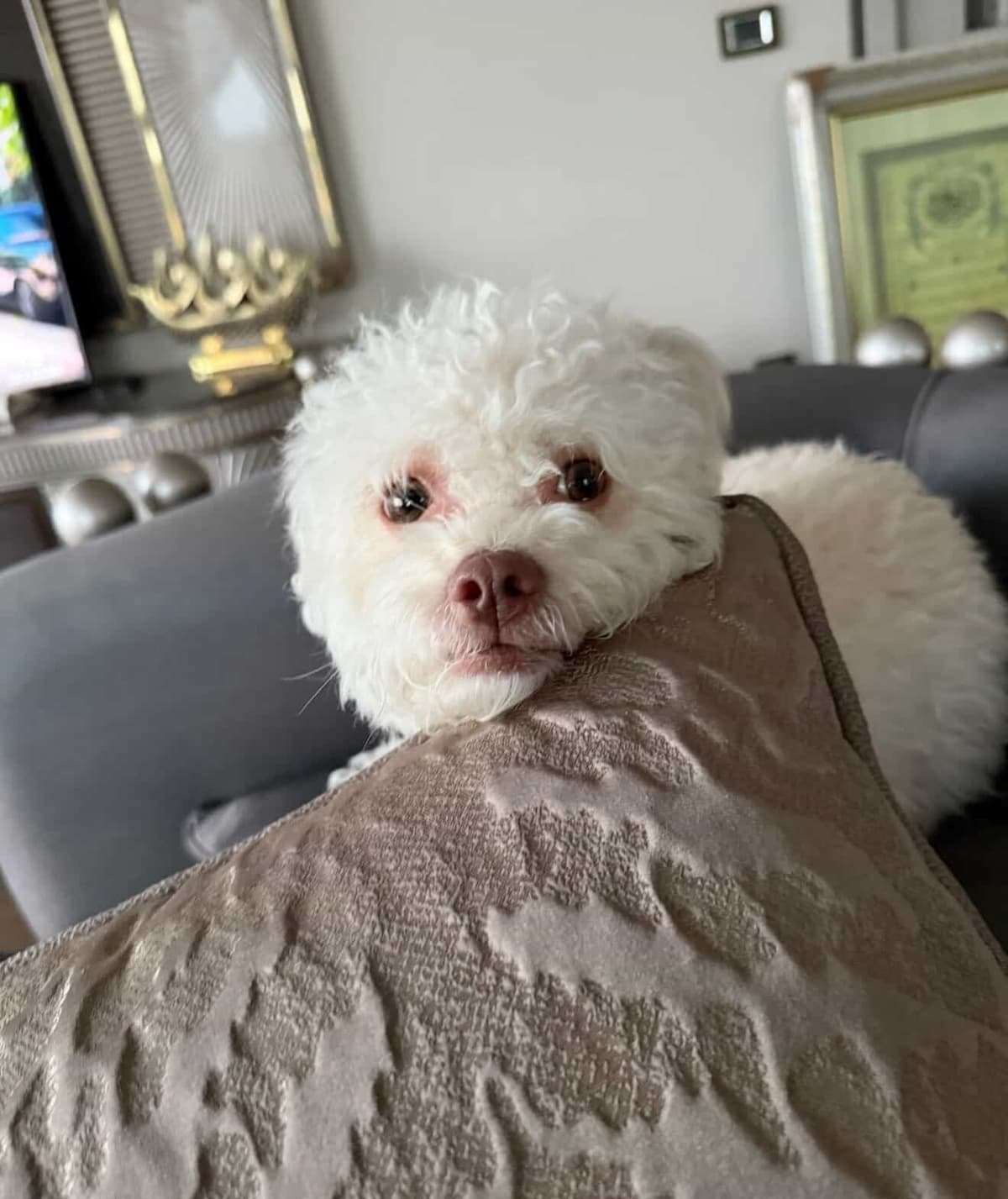 LİLA Maltese Köpek, İstanbul