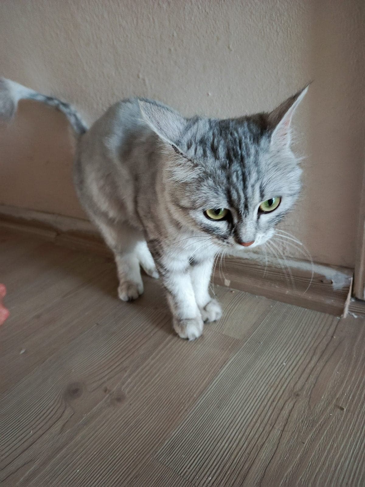 Şila Bilmiyorum Kedi, Antalya
