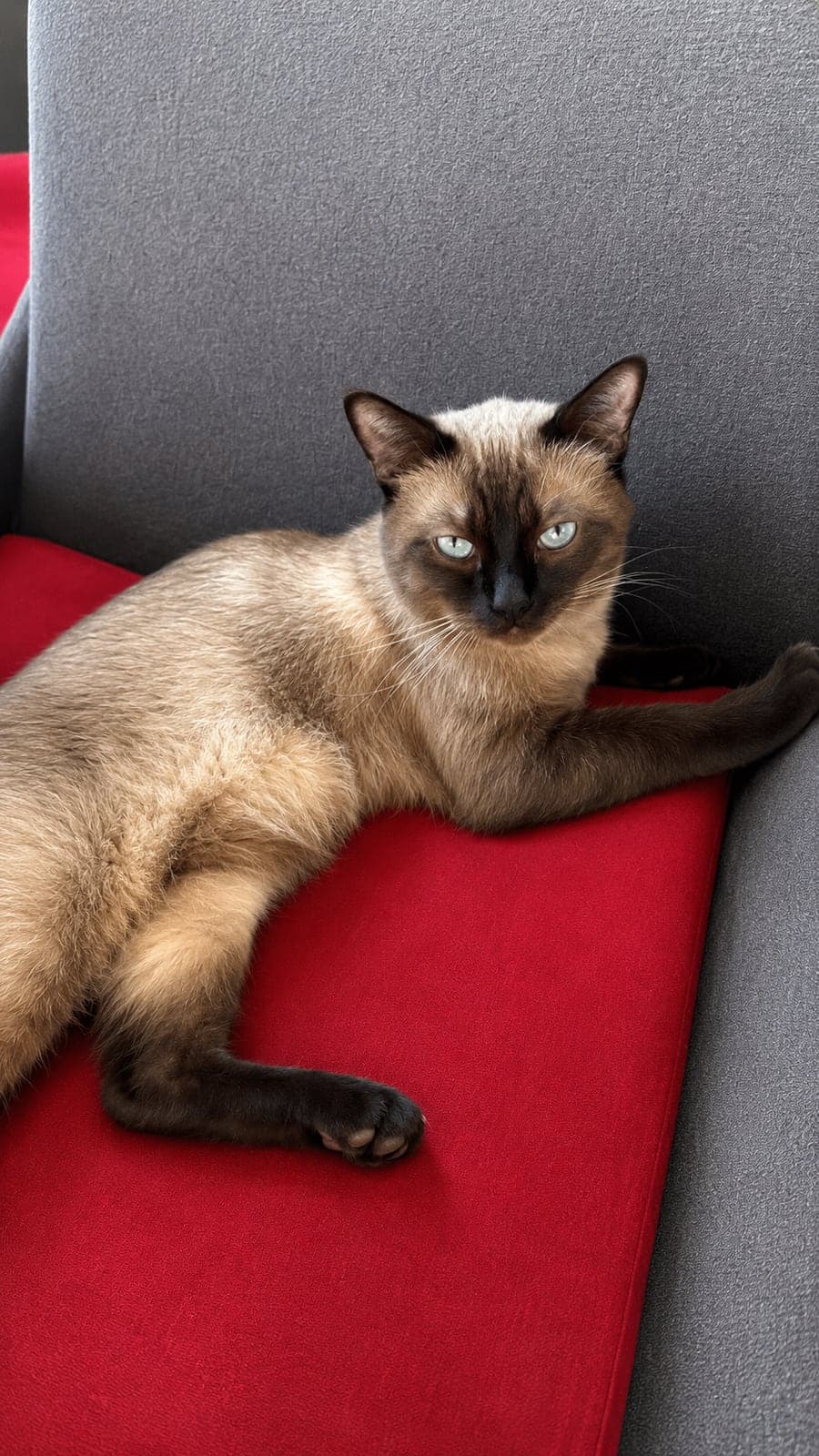 Boncuk Bilmiyorum Kedi, İstanbul