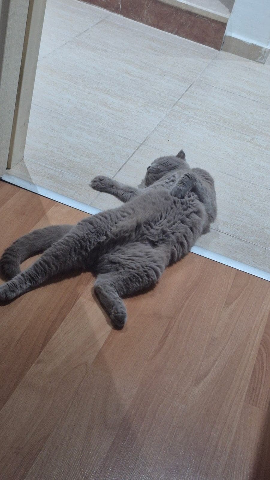 MARS Scottish Fold Kedi, Antalya