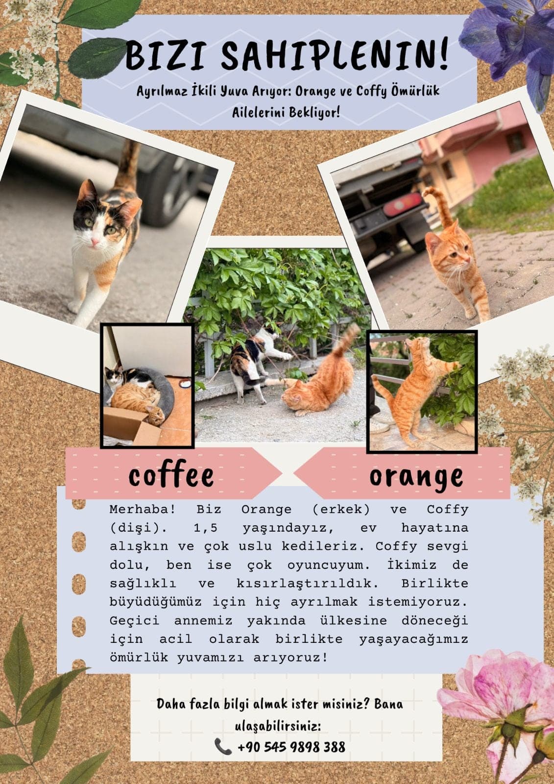 Orange ve Coffy Melez Kedi, Ankara