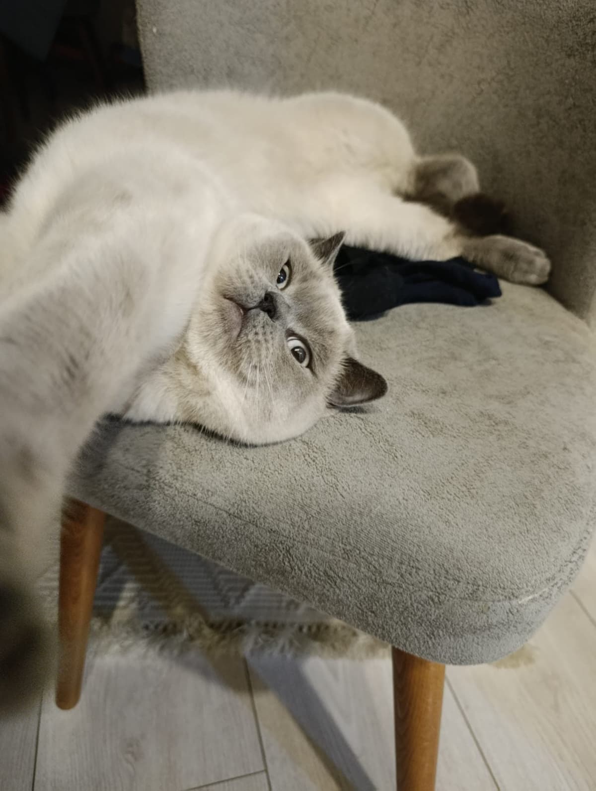 Bulut British Shorthair Kedi, Antalya