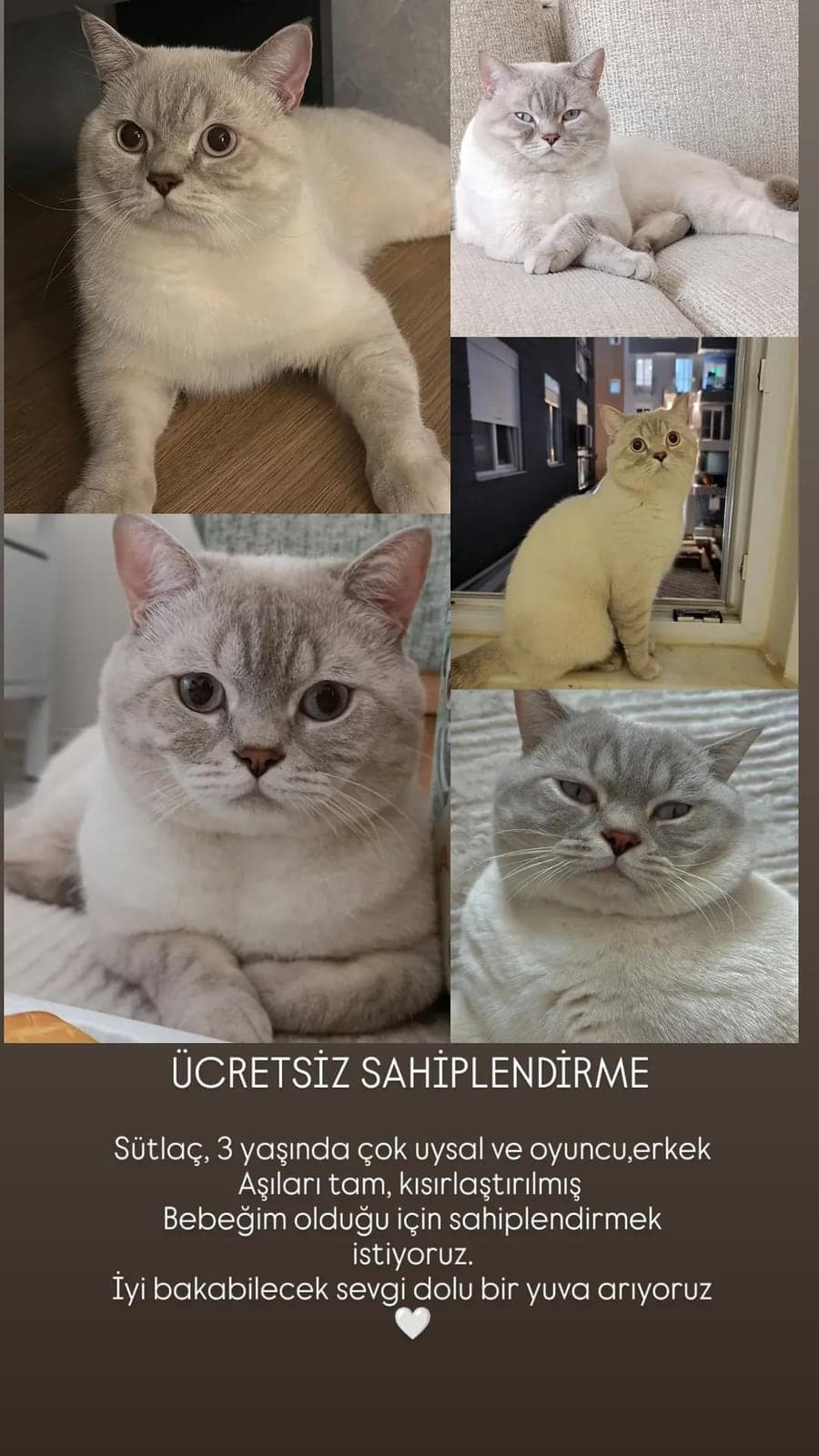 Sütlaç British Shorthair Kedi, Antalya