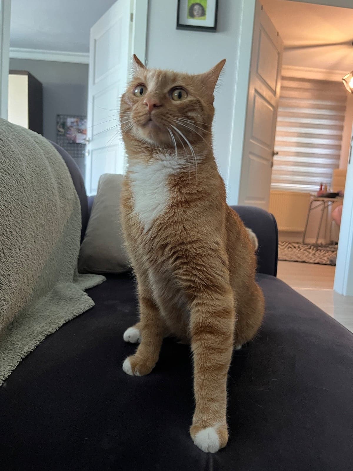 Mars Sokak Kedisi Kedi, Ankara