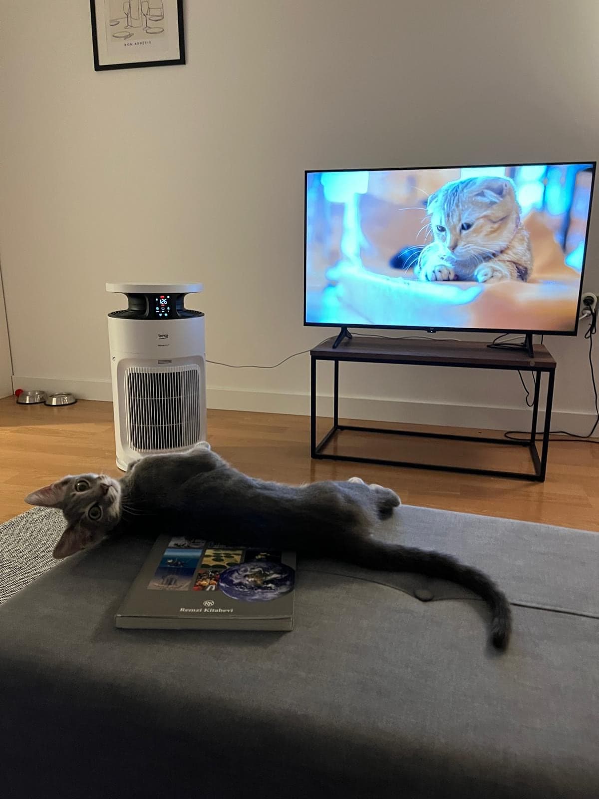 Milo Tekir Kedi, İstanbul