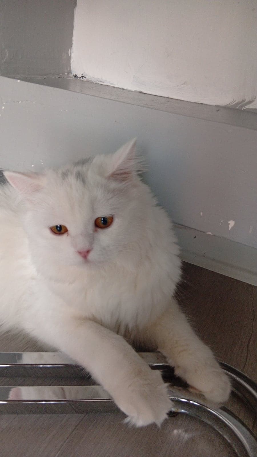 Pamuk Scottish Straight Kedi, Ankara